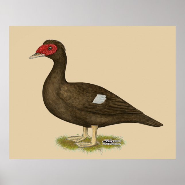 Muscovy Anka Chocolate Poster (Framsidan)