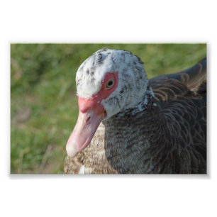 Muscovy anka fototryck