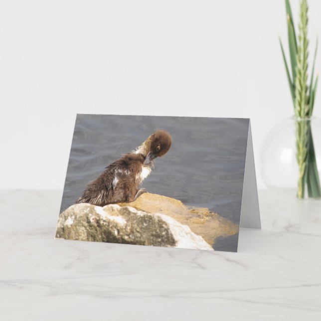 Muscovy Anka Greeting Card Kort (Framsida)
