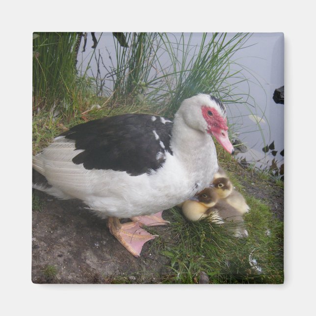 Muscovy Anka Mor med Ducklings Magnet (Framsidan)