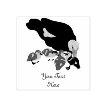 Muscovy Anka och Duckling