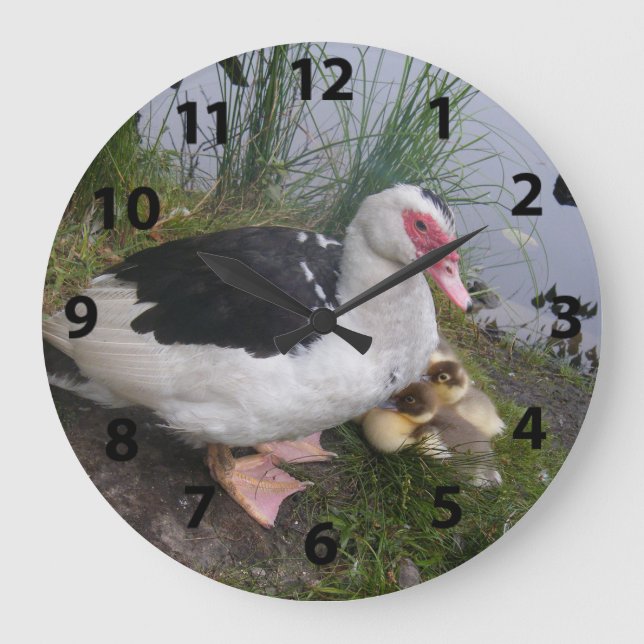 Muscovy Anka och Ducklings Clock Stor Klocka (Framsida)