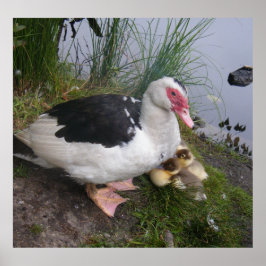 Muscovy Anka och Ducklings Poster