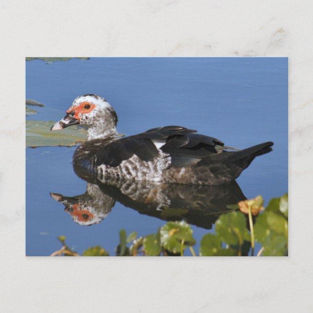 Muscovy Anka Photo Postcard Vykort (Framsida)