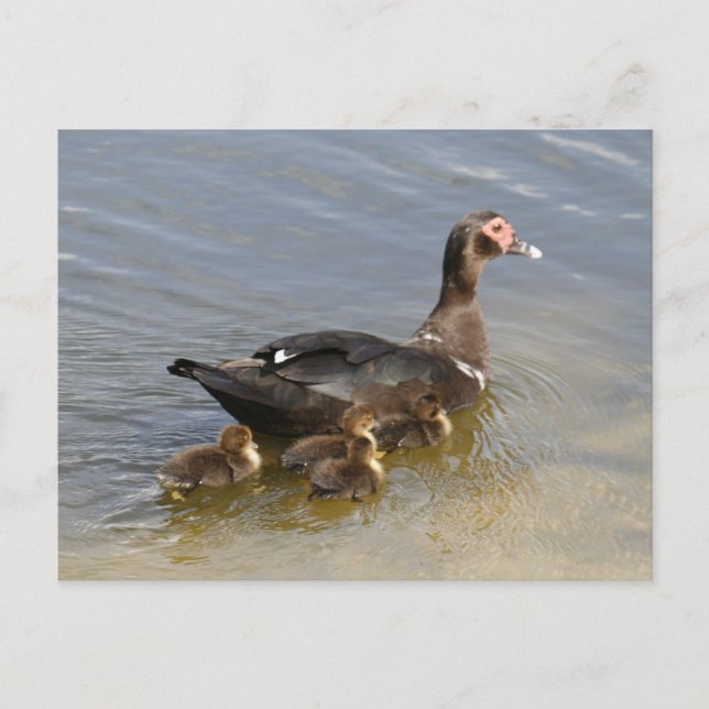 Muscovy Anka Photo Postcard Vykort (Framsida)