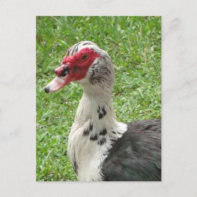 Muscovy Anka Photo Vykort (Framsida)