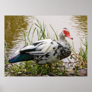 Muscovy Anka Poster