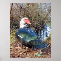 Muscovy anka poster