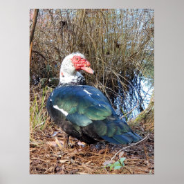 Muscovy anka poster