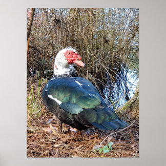 Muscovy anka poster