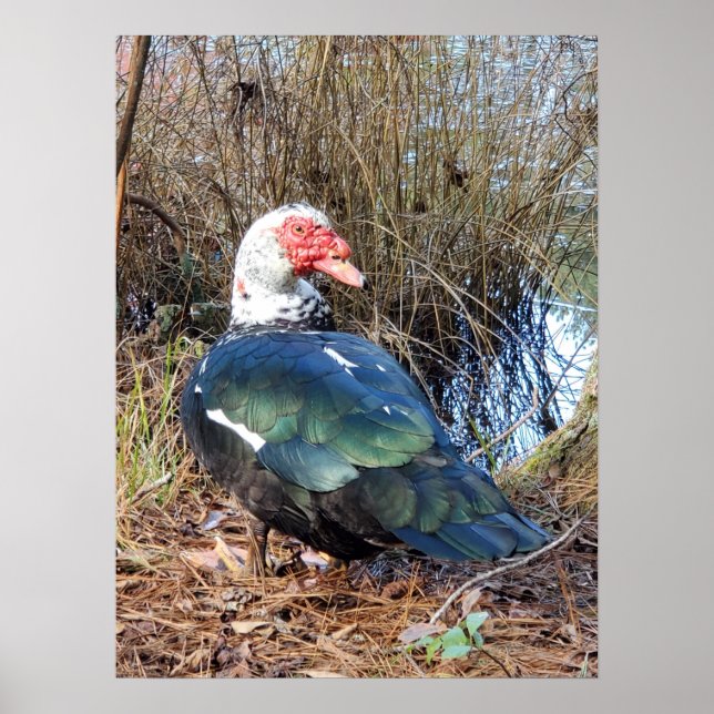 Muscovy anka poster (Framsidan)