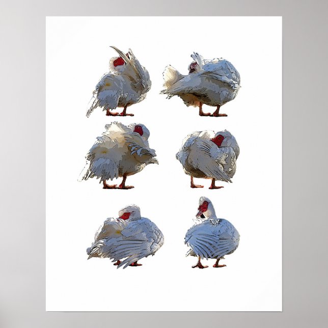 Muscovy anka poster (Framsidan)