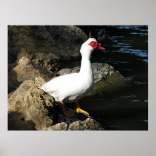 Muscovy Anka poster vit med röd ansikte