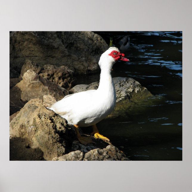 Muscovy Anka poster vit med röd ansikte (Framsidan)