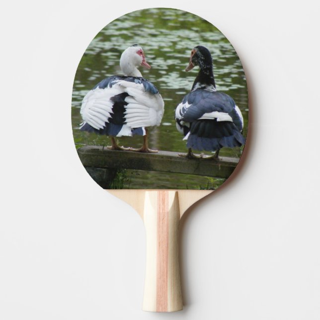 Muscovy Anka Sitta på en prydnadssadel Pingisracket (Framsidan)