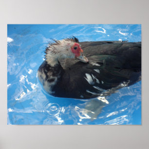 Muscovy Anka Swimming Poster