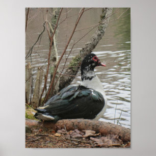 Muscovy anka vid dammaffischen poster