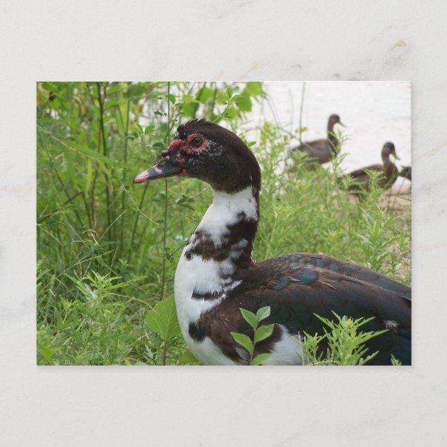 Muscovy anka vykort (Framsida)