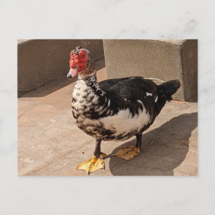 Muscovy Anka Vykort