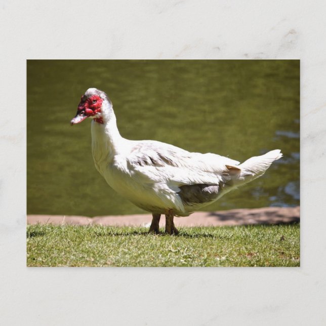Muscovy Anka Vykort (Framsida)