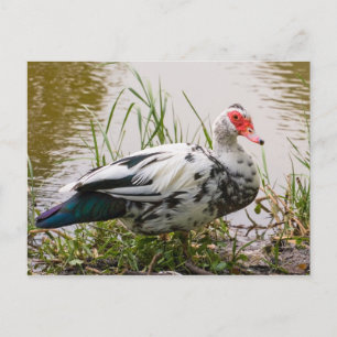 Muscovy Anka vykort
