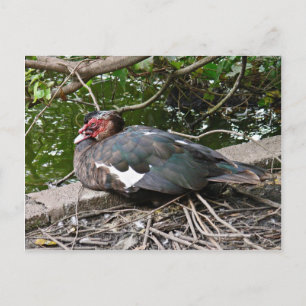 Muscovy anka vykort