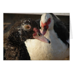 Muscovy Ankor Hälsningskort