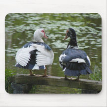 Muscovy ankor