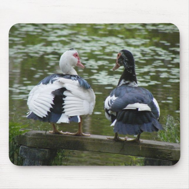 Muscovy ankor musmatta (Framsidan)