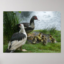 Muscovy Ankor och Ducklings Poster