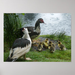 Muscovy ankor och Ducklings Poster