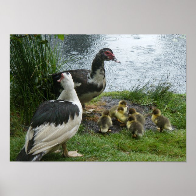 Muscovy Ankor och Ducklings Poster (Framsidan)