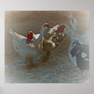 Muscovy Ankor Poster Skriv ut