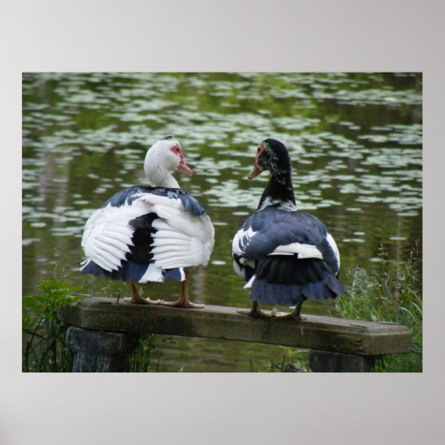 Muscovy Ankor Sitta på en Poster av prydnadsföremå (Framsidan)