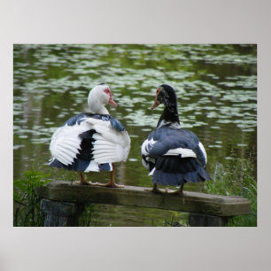 Muscovy ankor som sitter på en prydnadaffisch poster