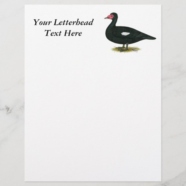 Muscovy Black Drake (Framsida)