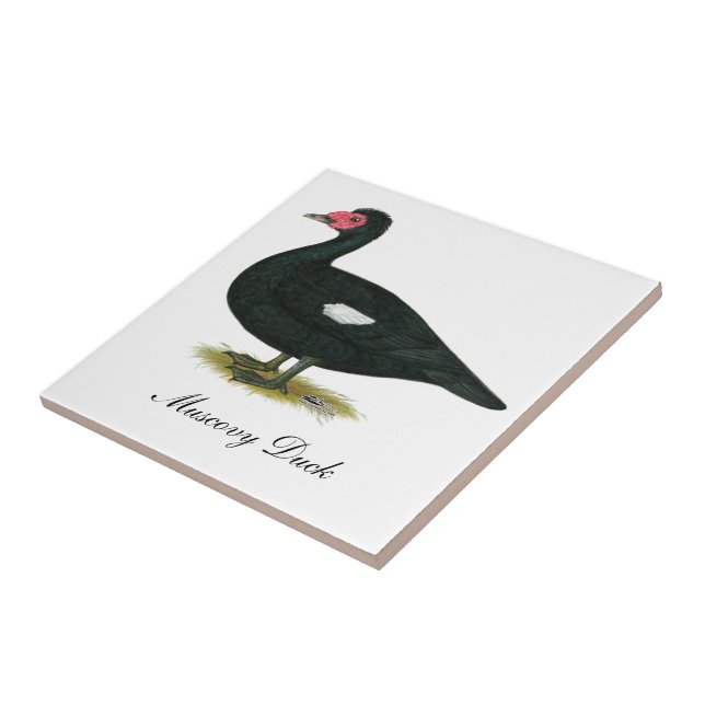 Muscovy Black Drake Kakelplatta (Sidan)