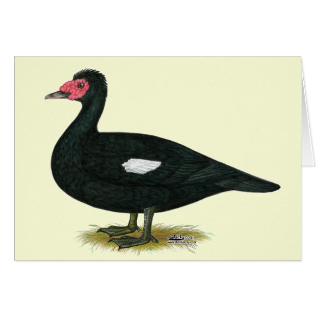 Muscovy Black Drake OBS Kort (Framsidan Horizontal)