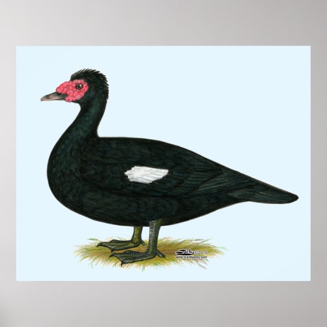 Muscovy Black Drake Poster (Framsidan)