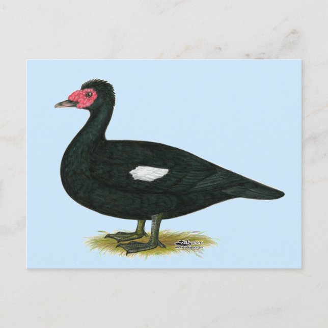 Muscovy Black Drake Vykort (Framsida)