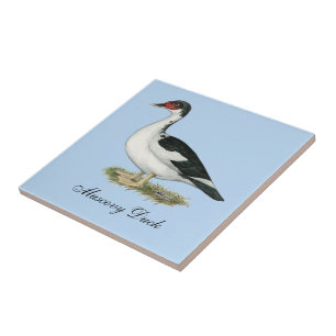 Muscovy Black Pied Anka Kakelplatta