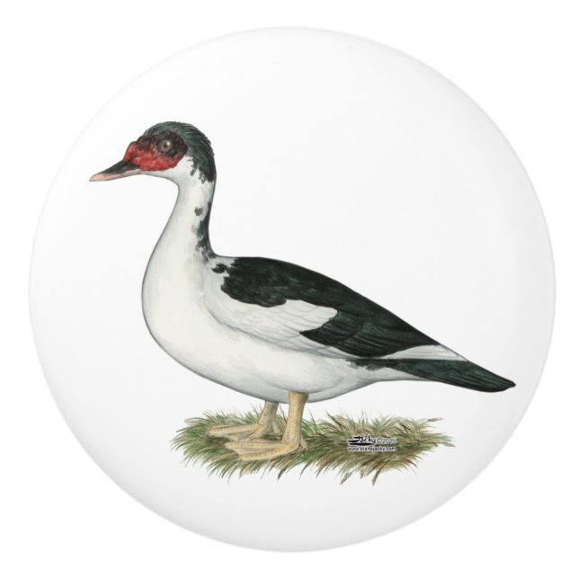 Muscovy Black Pied Anka Knopp (Framsidan)