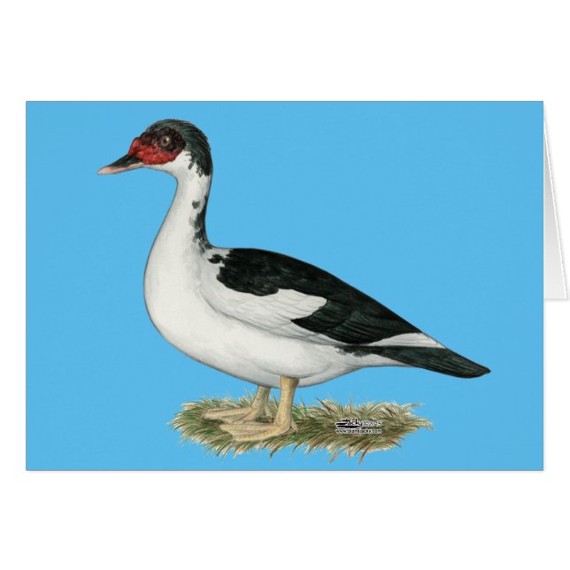 Muscovy Black Pied Anka OBS Kort (Framsidan Horizontal)