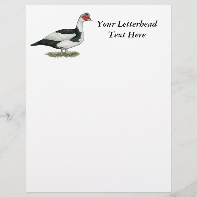 Muscovy Black Pied Drake (Framsida)