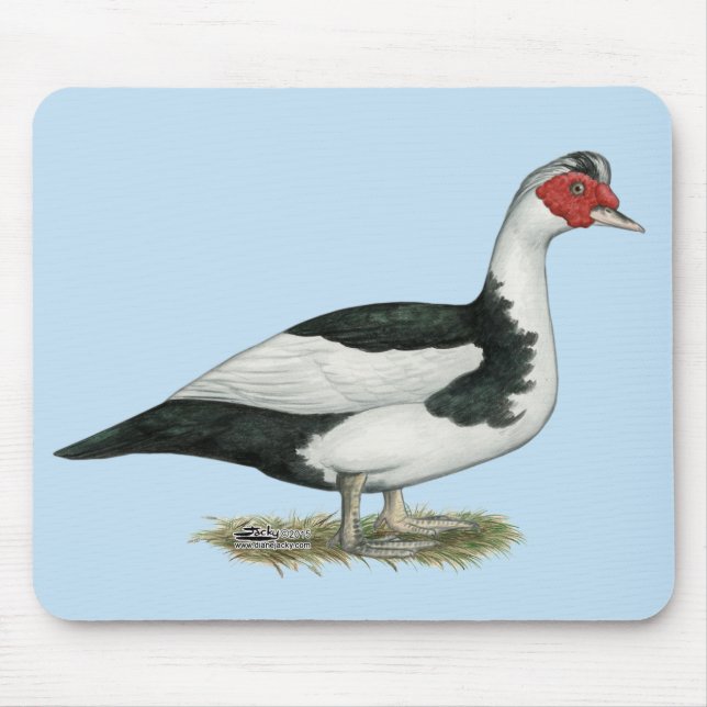 Muscovy Black Pied Drake Musmatta (Framsidan)
