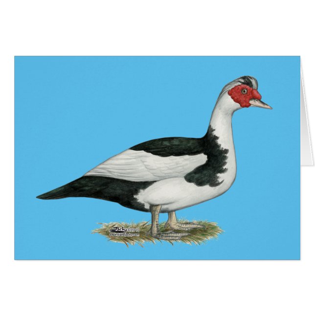 Muscovy Black Pied Drake OBS Kort (Framsidan Horizontal)