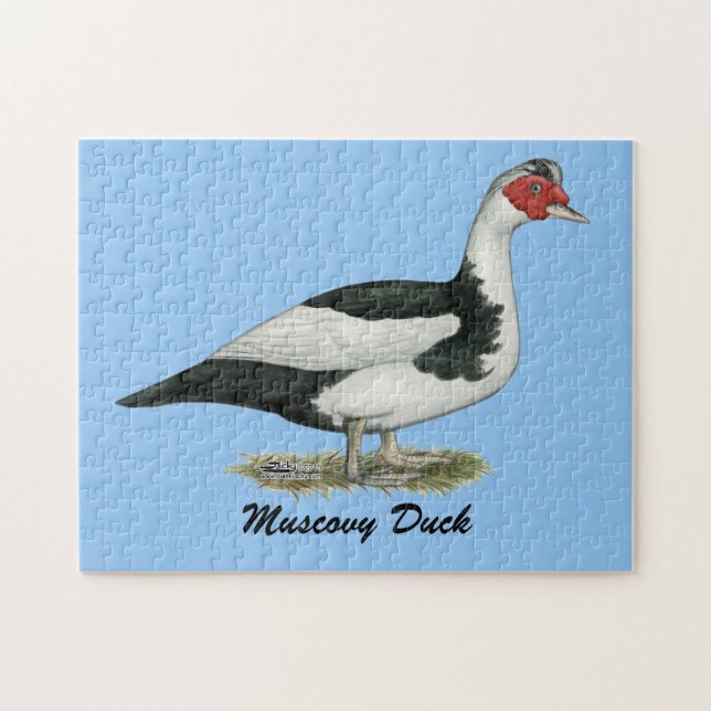 Muscovy Black Pied Drake Pussel (Horisontell)