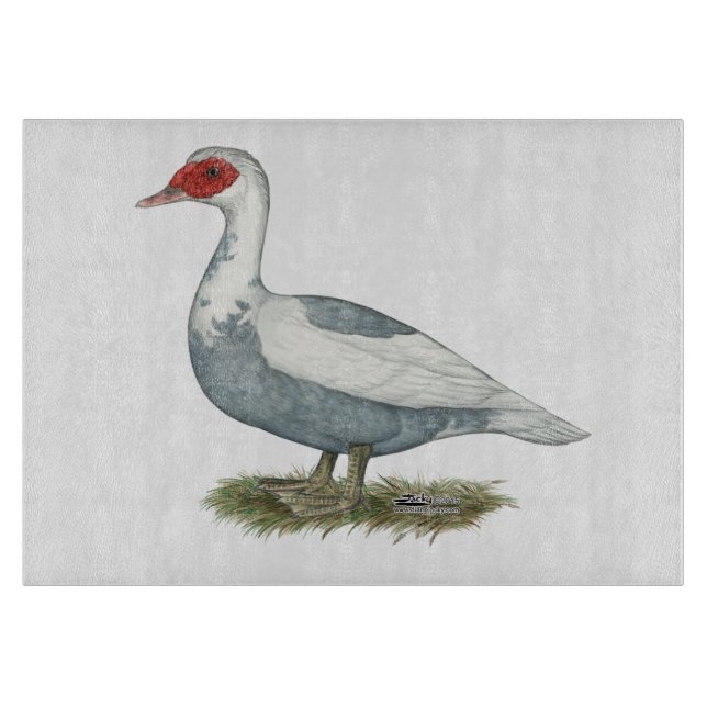 Muscovy Blue Pied Anka (Framsidan)