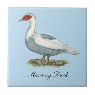 Muscovy Blue Pied Anka Kakelplatta