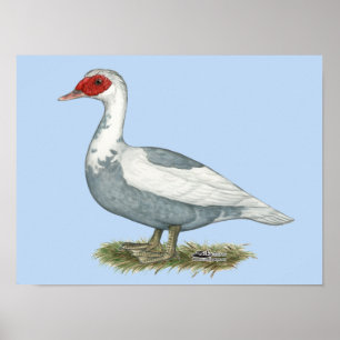 Muscovy Blue Pied Anka Poster